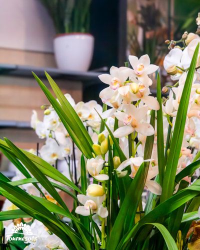 Orchidées Cymbidium florissantes en pot, fleurs tropicales colorées pour jardin intérieur.